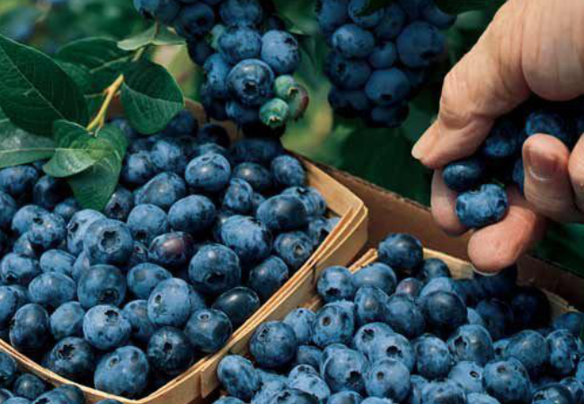 blue-berrys